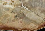 Petrified Wood (Tropical Hardwood) Slab - Indonesia #41902-1